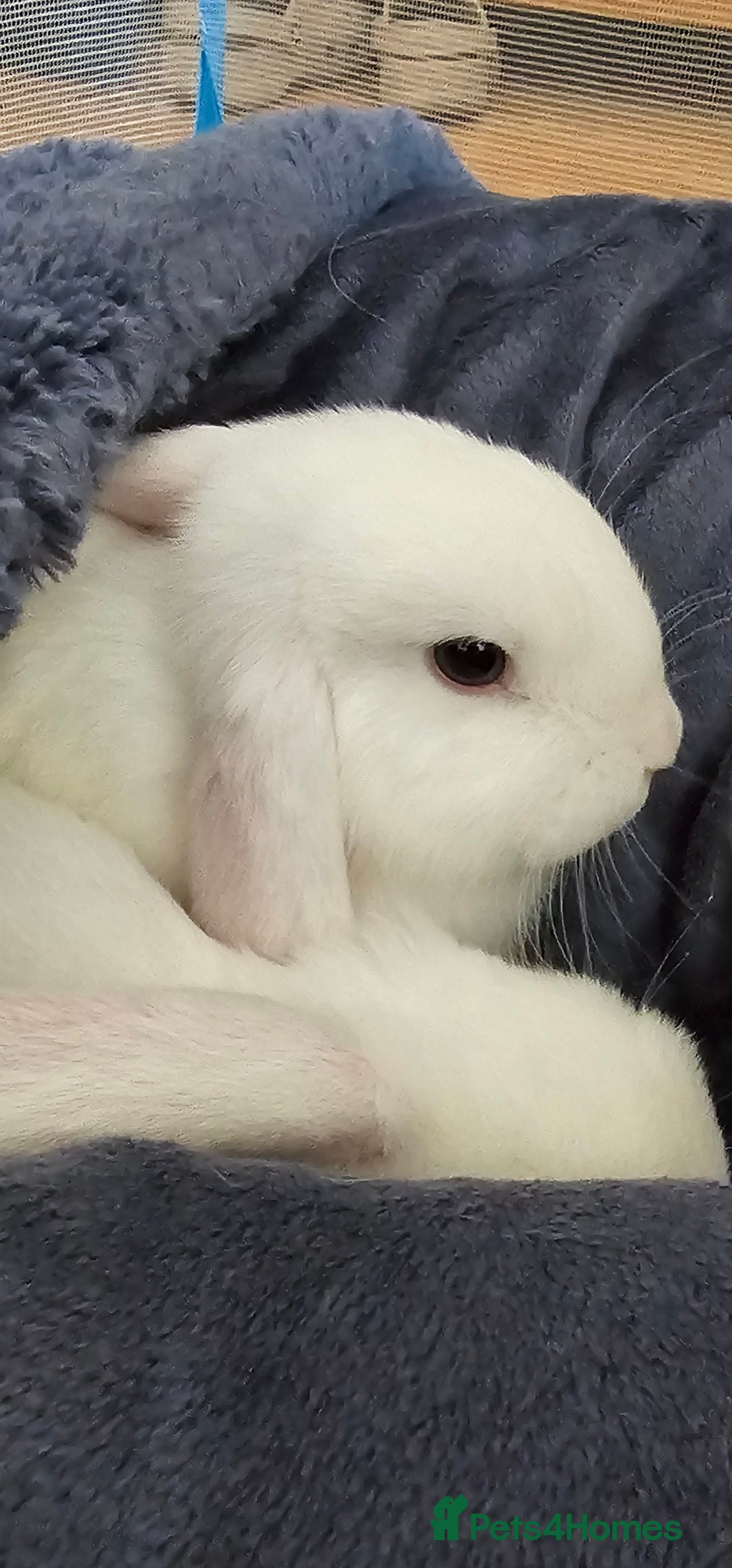 Mini Lop rabbits for sale: Baby mini lop rabbits, only 2 boys left - Image 9