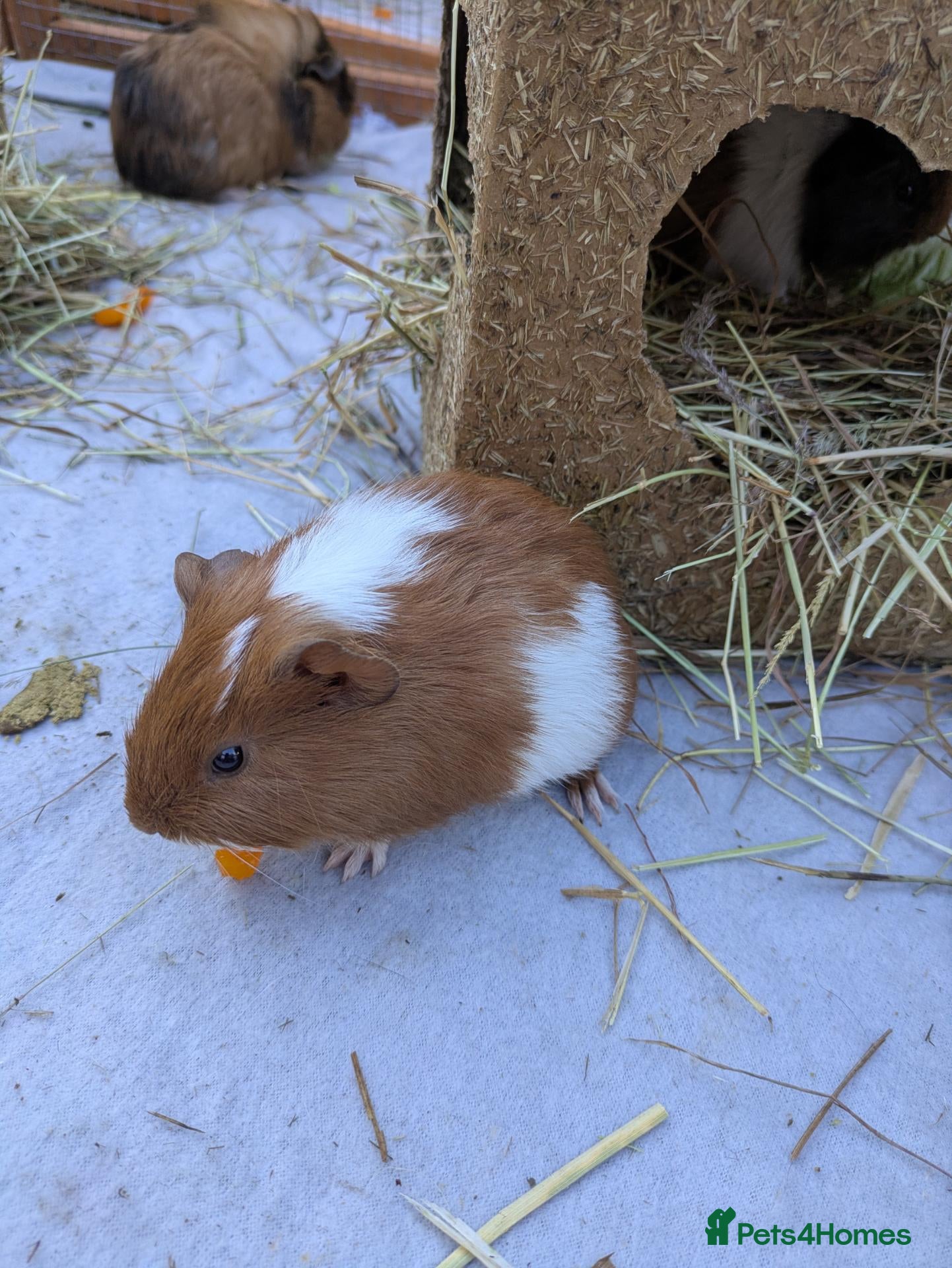 Guinea Pig rodents Guinea pig baby boars for sale - Advert 16