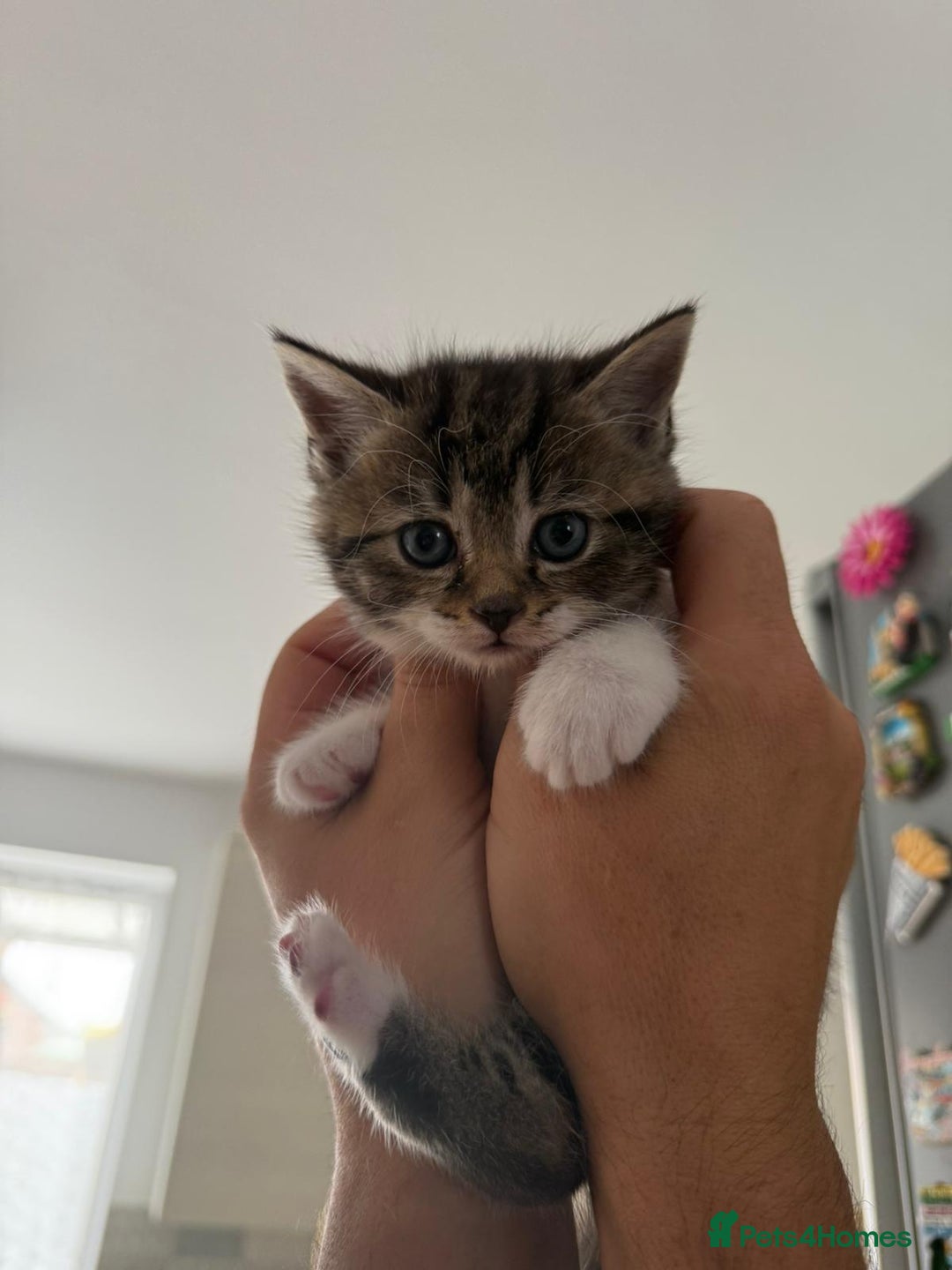 British Shorthair cats for sale: Cute british-shorthair kittens  - Image 12