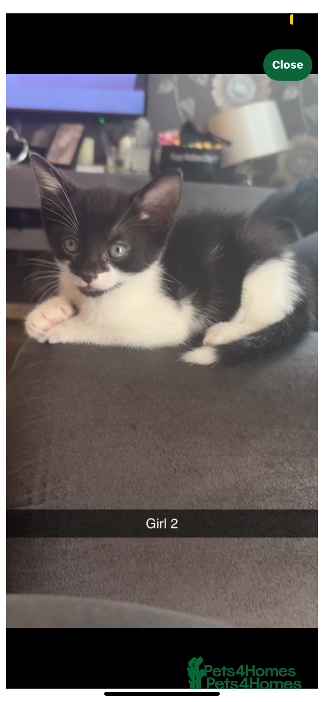 Mixed Breed cats for sale: 8 Week Old Kittens - Image 1