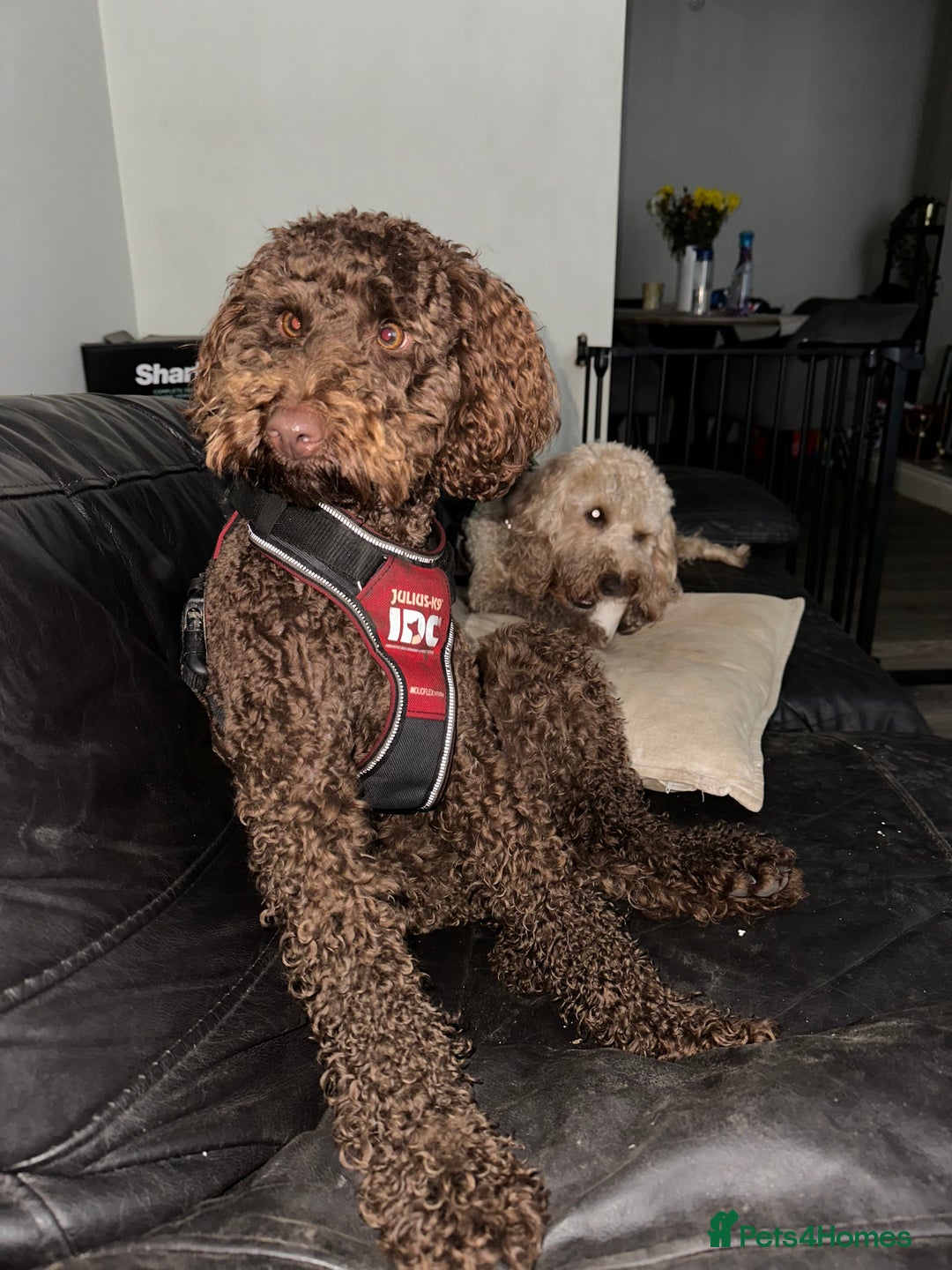 Labradoodle dogs for sale:  Mini toy labradoodle needing a new home  - Image 10