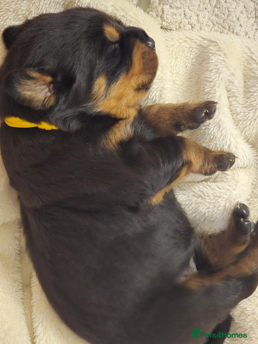Rottweiler dogs for sale: 3 adorable rottweiler girls  - Advert 2