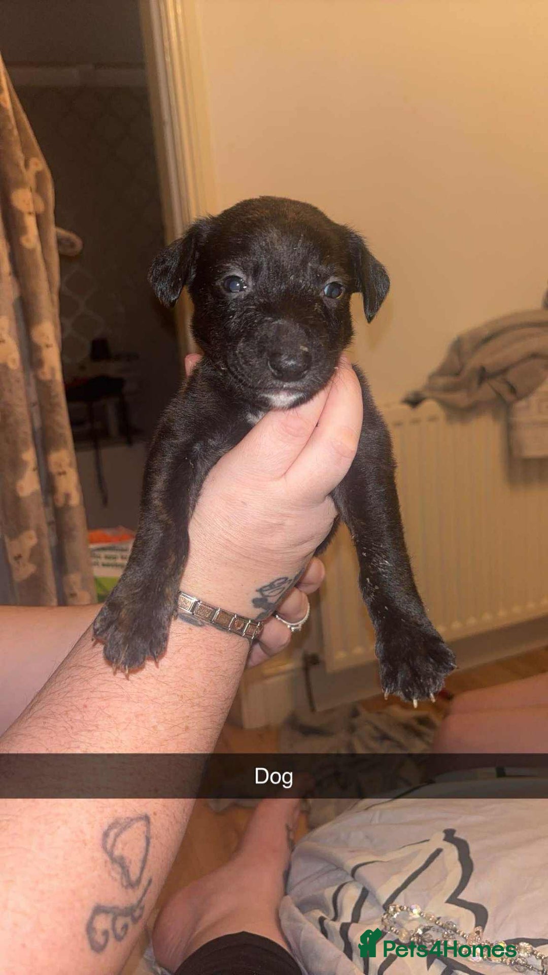 Lurcher dogs for sale: Lurcher puppies - Image 4
