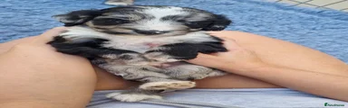 Sproodle 1