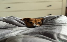 Jack Russell dogs for sale: Jack Russell Terrier boy looking for new home - Image 8