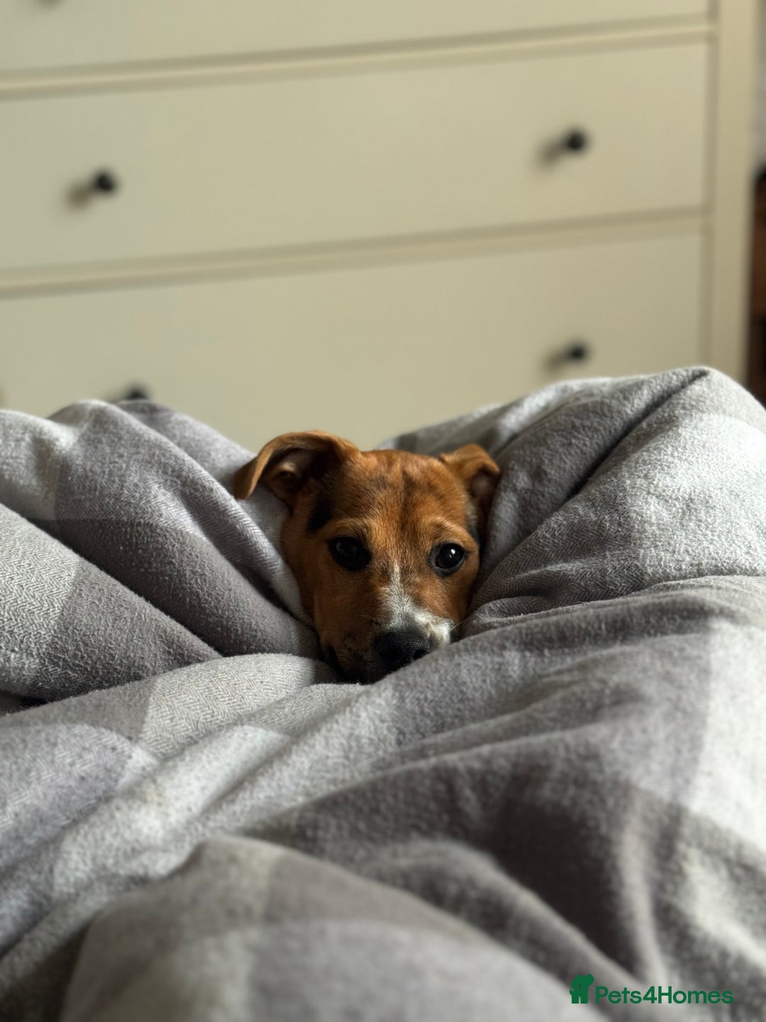 Jack Russell dogs for sale: Jack Russell Terrier boy looking for new home - Image 8