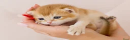 British Shorthair cats for sale: Golden Blue and Golden BSH kittens - Advert 31