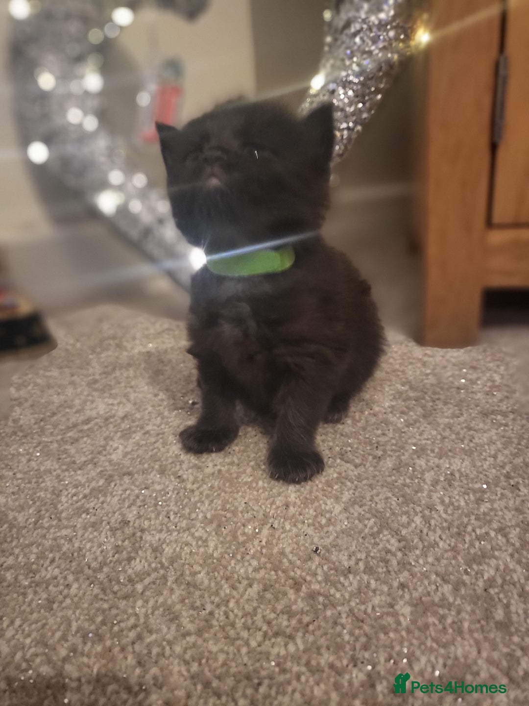 Ragcoon cats for sale: BEAUTIFUL RAGCOONS - Advert 24