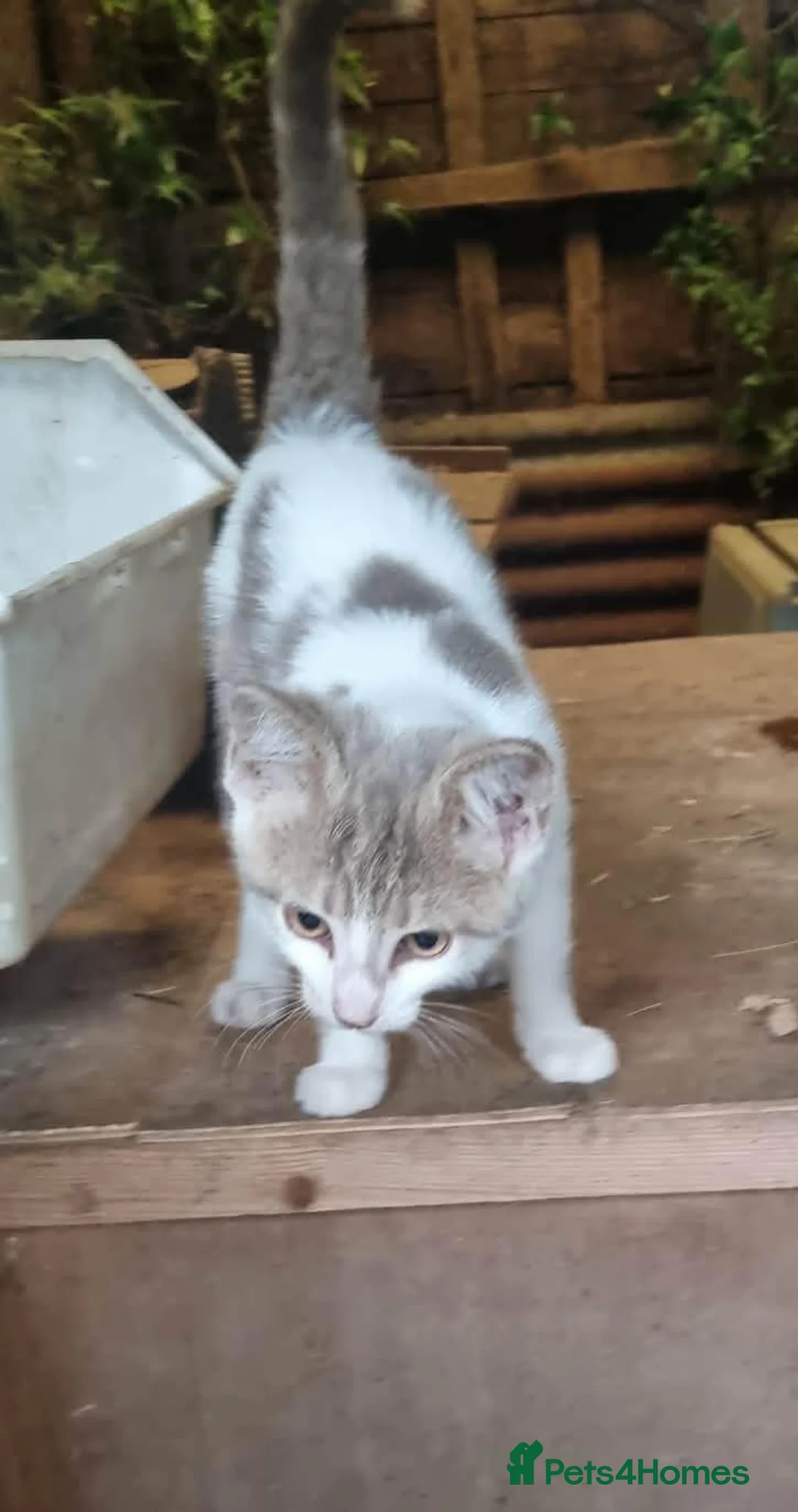 Mixed Breed cats for sale: Farm kittens available 1 boy, 1 girl  - Advert 3