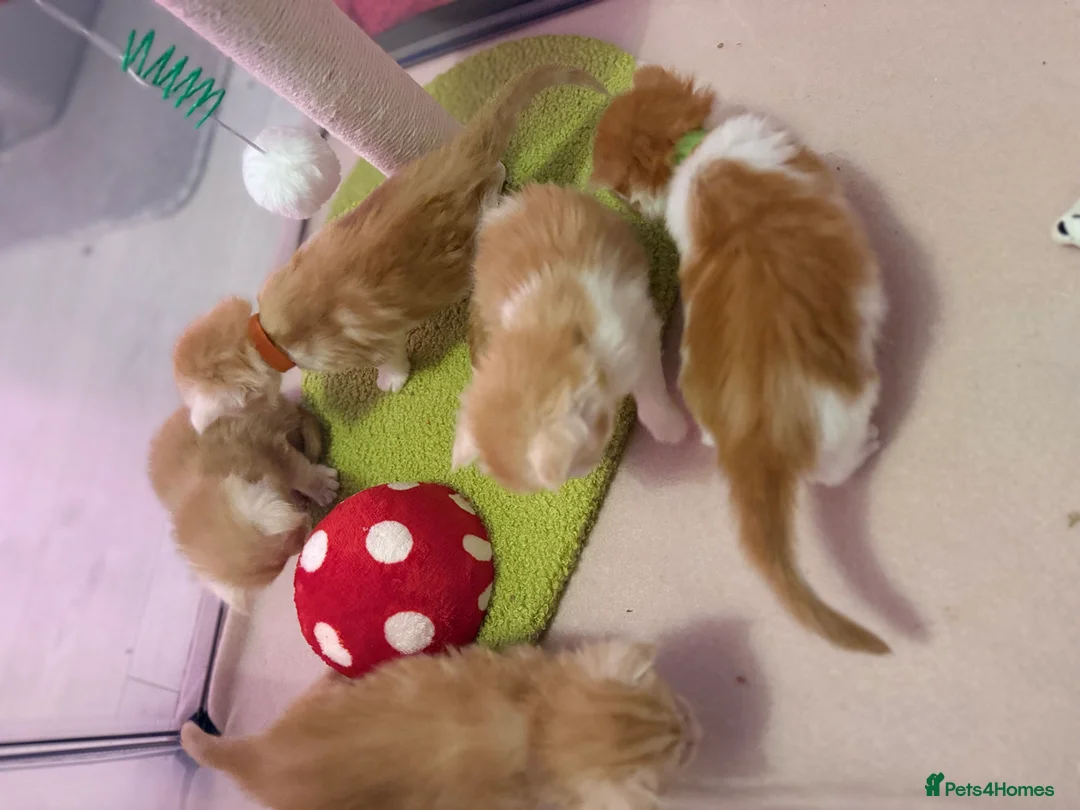 Maine Coon cats for sale: Maine coon kittens reds stunning pedigree’s  - Advert 17