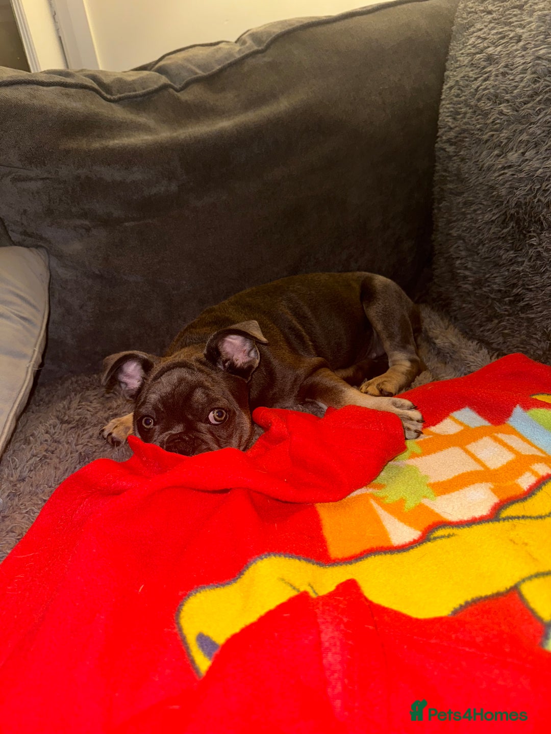 French Bulldog dogs for sale: NOW REDUCED, final 2 KC reg frenchies in Sheffield - Image 9