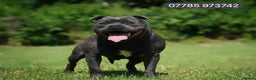 Staffordshire Bull Terrier dogs for stud: PRINCE- SOLID BLUE CHAMPION BRED in Smethwick - Advert 3