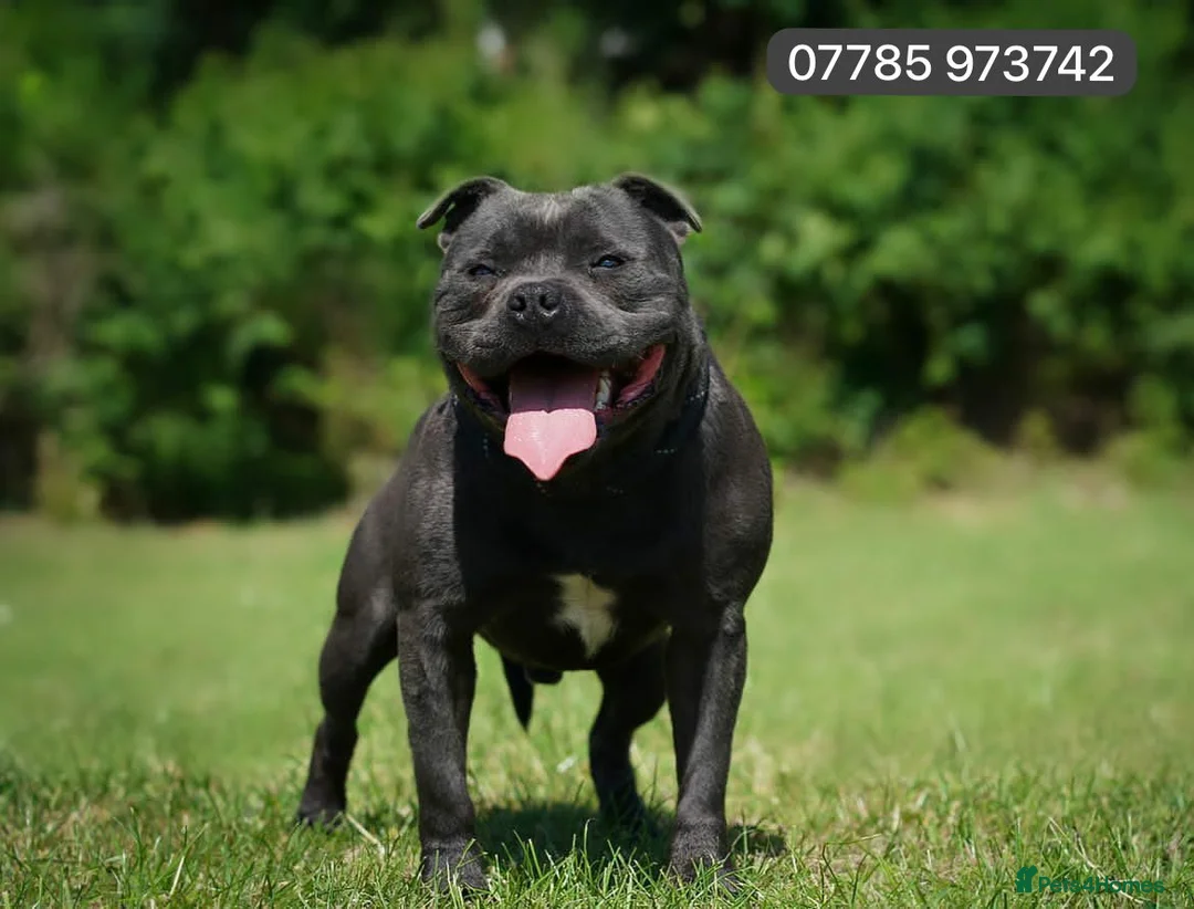 Staffordshire Bull Terrier dogs for stud: PRINCE- SOLID BLUE CHAMPION BRED in Smethwick - Advert 3