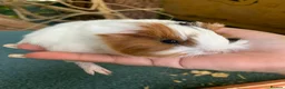 Guinea Pig rodents for sale: Baby Guinea pigs  - Advert 3