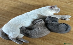 British Shorthair cats for sale: British Shorthair kittens Lilac & Blue  - Image 7
