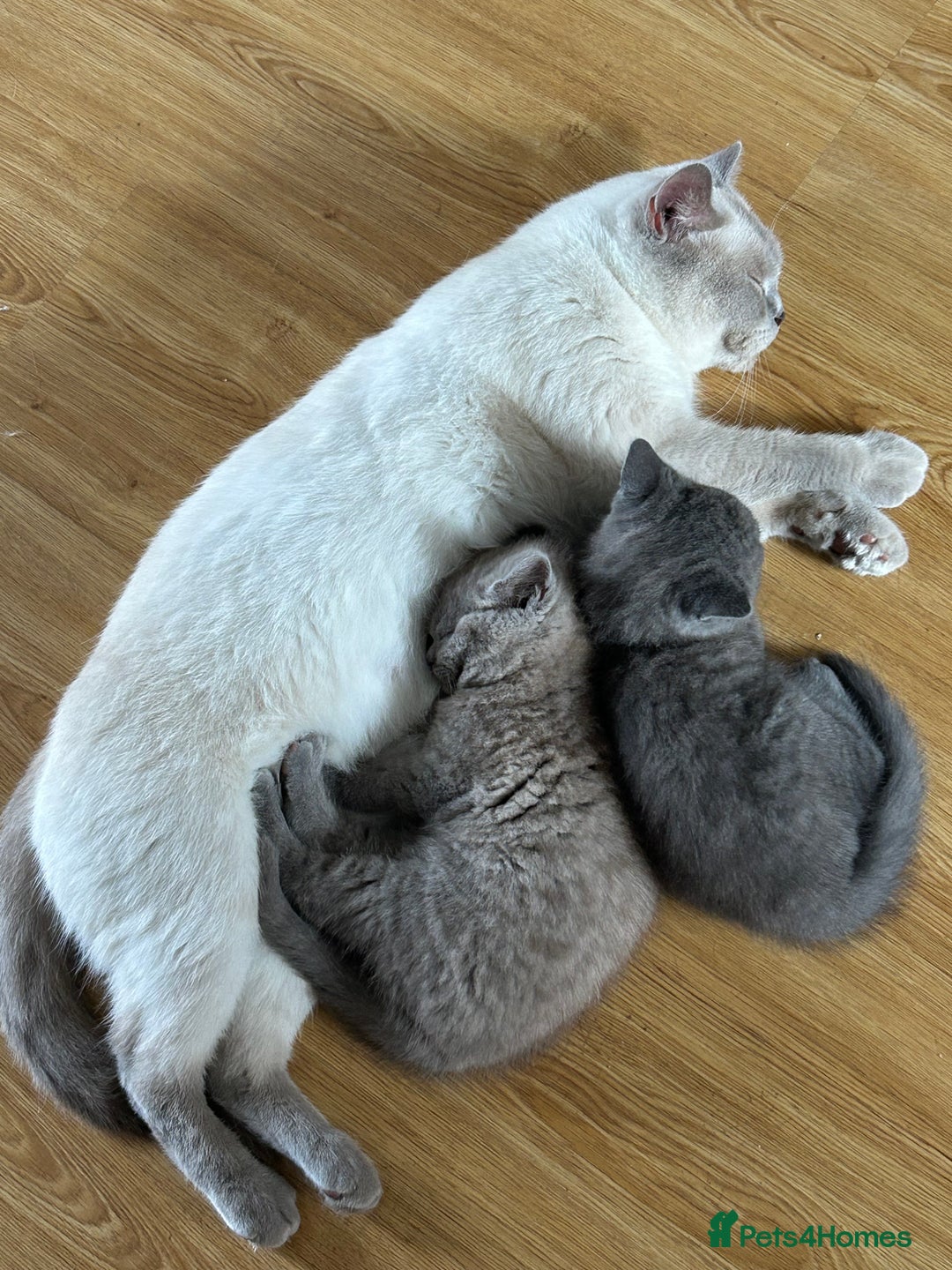 British Shorthair cats for sale: British Shorthair kittens Lilac & Blue  - Image 7