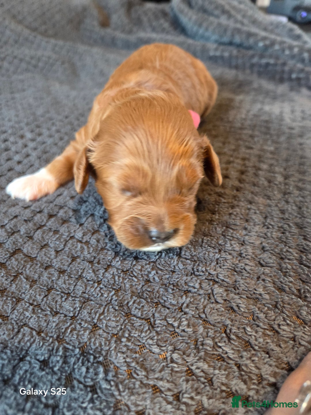 Cavapoo dogs for sale: Minature cavapoos - Advert 11