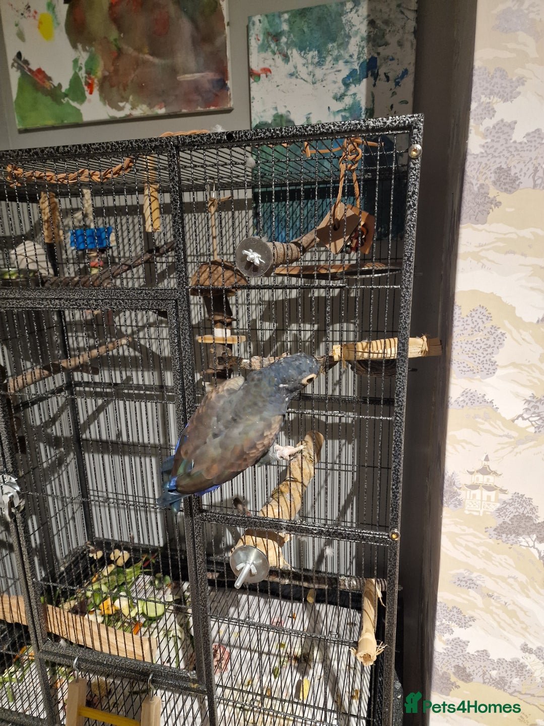 Parrots birds for sale: Bronze wing Pionus female 3 years old - Image 5