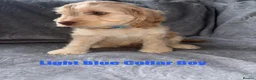 Cockapoo dogs for sale: F1 Cockapoo Puppies READY TO LEAVE - Advert 10