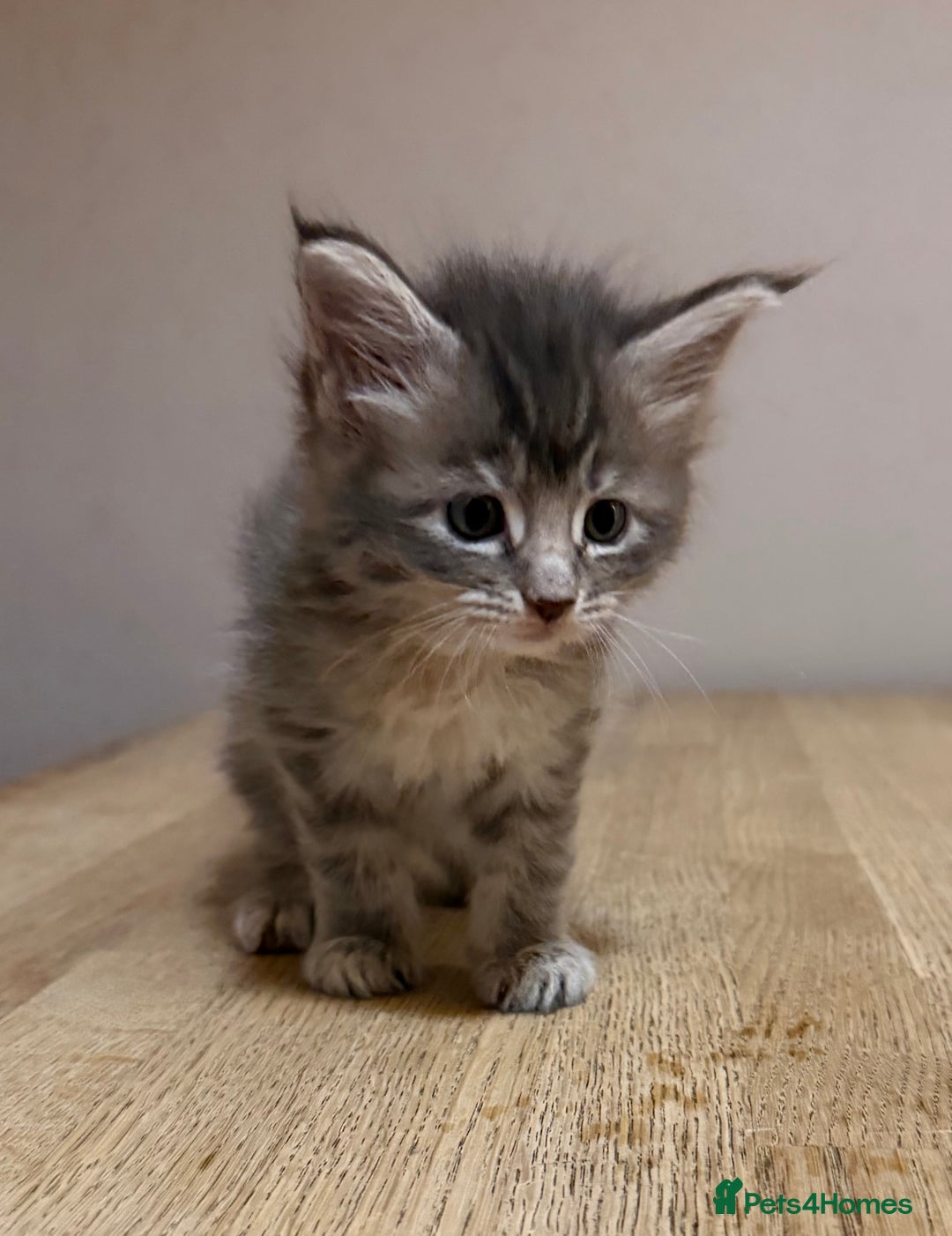 Maine Coon cats for sale: Stunning Maine Coon cross kittens - Advert 7