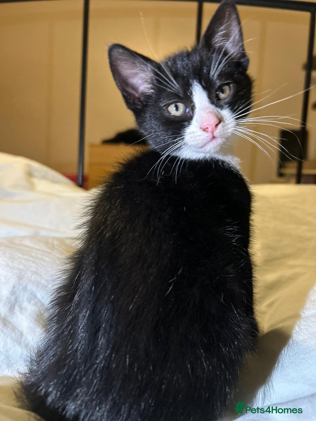 Russian Blue cats for sale: Russian blue kittens  - Advert 8