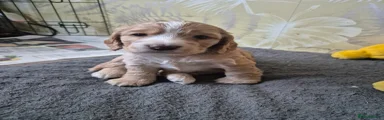 Cocker Spaniel Puppy 1