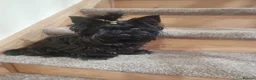 Yorkshire Terrier dogs for sale: Tiniest fully black Yorkshire terrier  - Advert 2