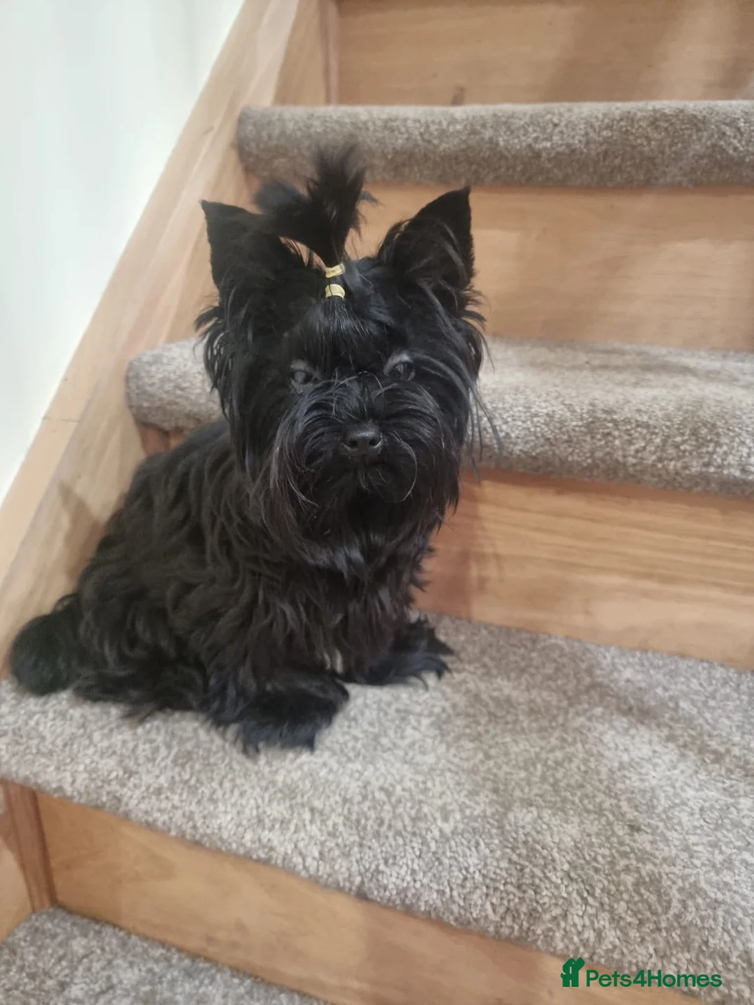 Yorkshire Terrier dogs for sale: Tiniest fully black Yorkshire terrier  - Advert 2