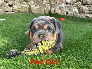 English Bulldog dogs KC registered English bulldog puppies - Advert 2