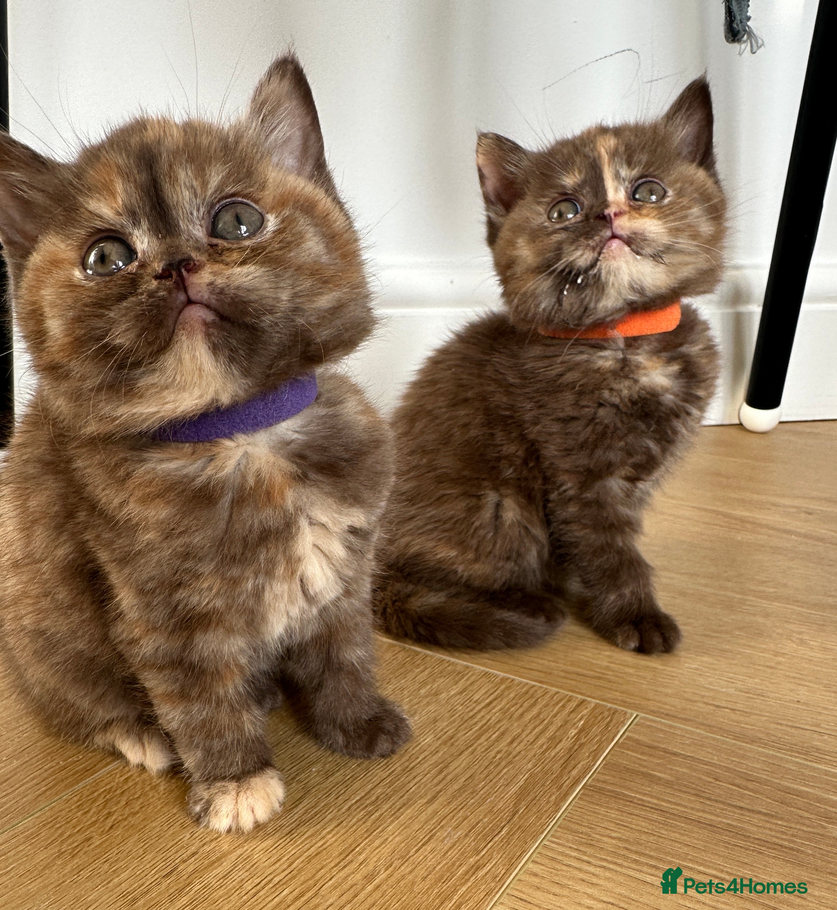 British Shorthair cats 😻Beautiful Chocolate Tortie BSH Kittens😻🎀 - Advert 1