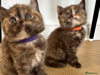 British Shorthair cats 😻Beautiful Chocolate Tortie BSH Kittens😻🎀 - Advert 1