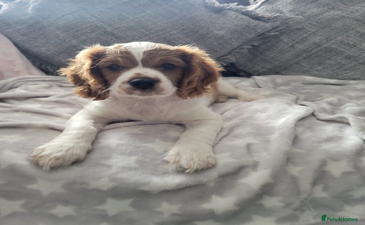 Cavalier King Charles Spaniel dogs - Advert 12