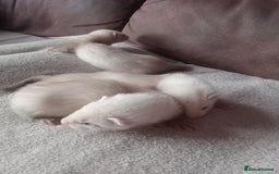 Ferret rodents for sale: 3 sandy hobs ferrets  - Image 1