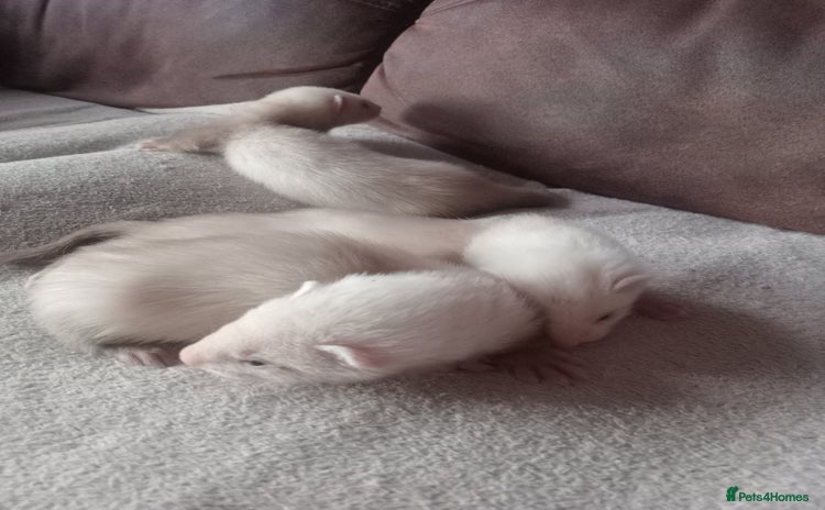Ferret rodents - Advert 4
