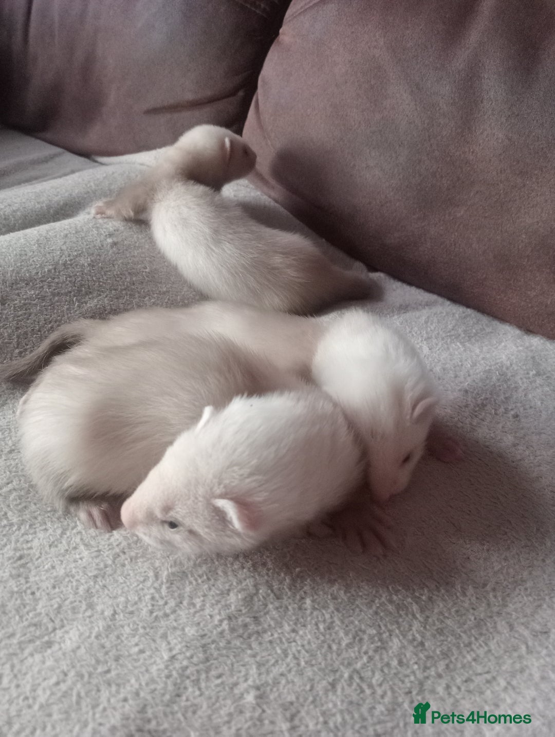 Ferret rodents for sale: 3 sandy hobs ferrets  - Image 1