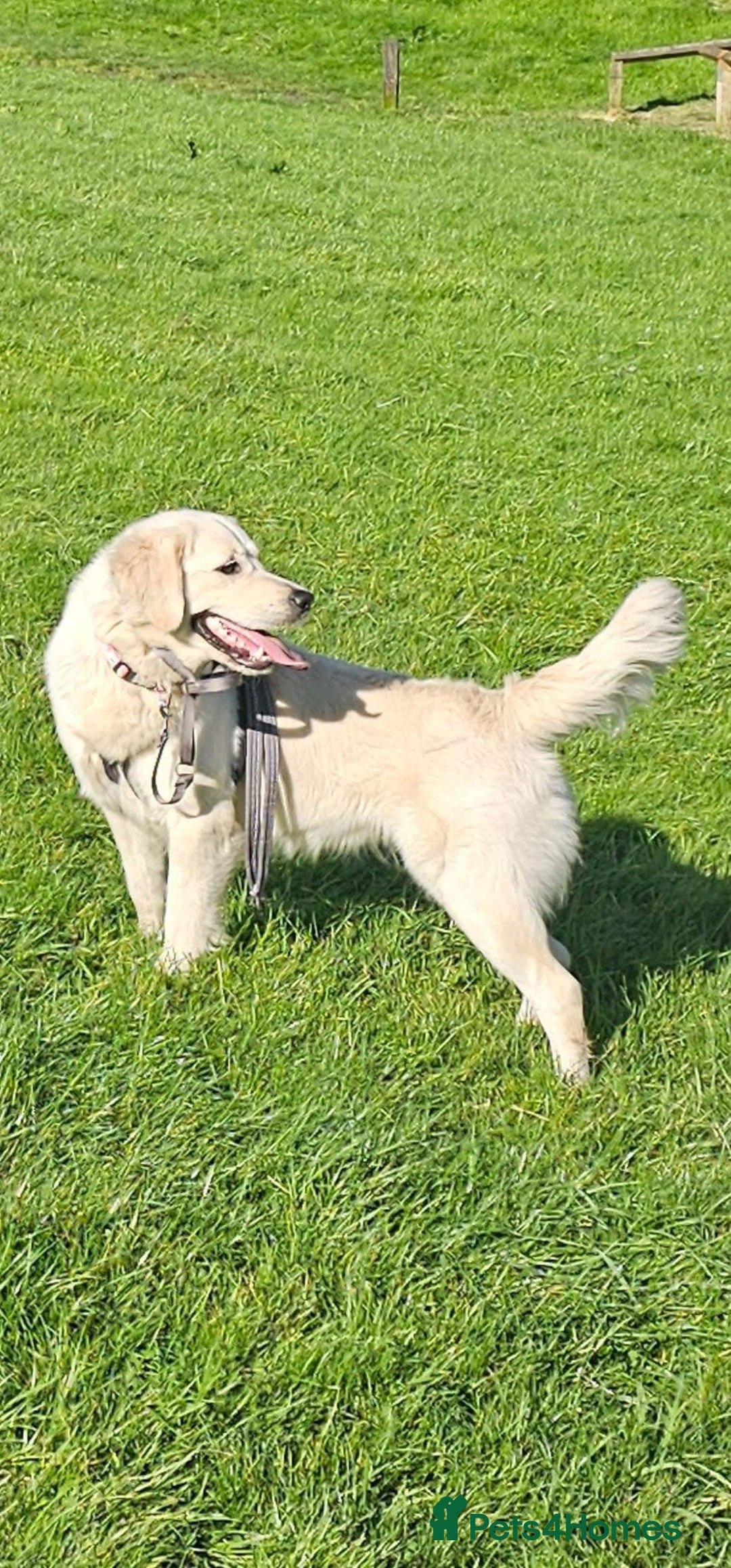 Golden Retriever dogs for sale: Chunky, Polar bear white KC golden retriever boy - Image 5