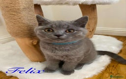 British Shorthair cats for sale: British Shorthair kittens, GCCF Certificate  in Dundee - Image 7