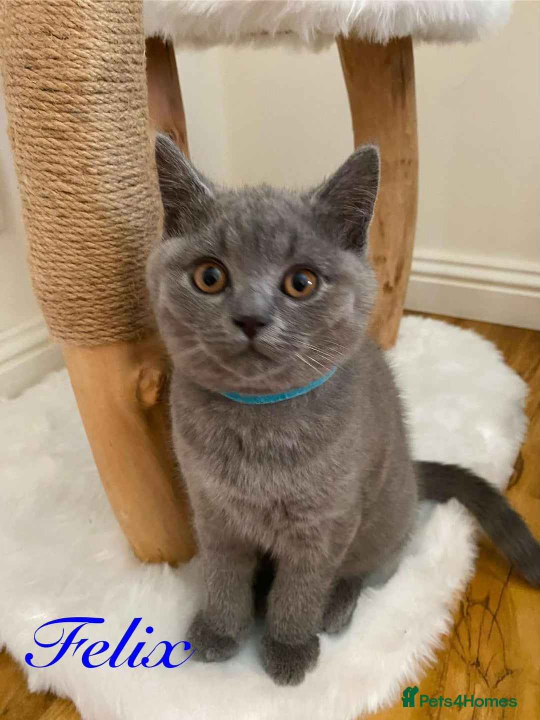 British Shorthair cats for sale: British Shorthair kittens, GCCF Certificate  in Dundee - Image 7