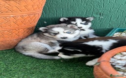Siberian Husky dogs for sale: Siberian husky puppies - Image 2