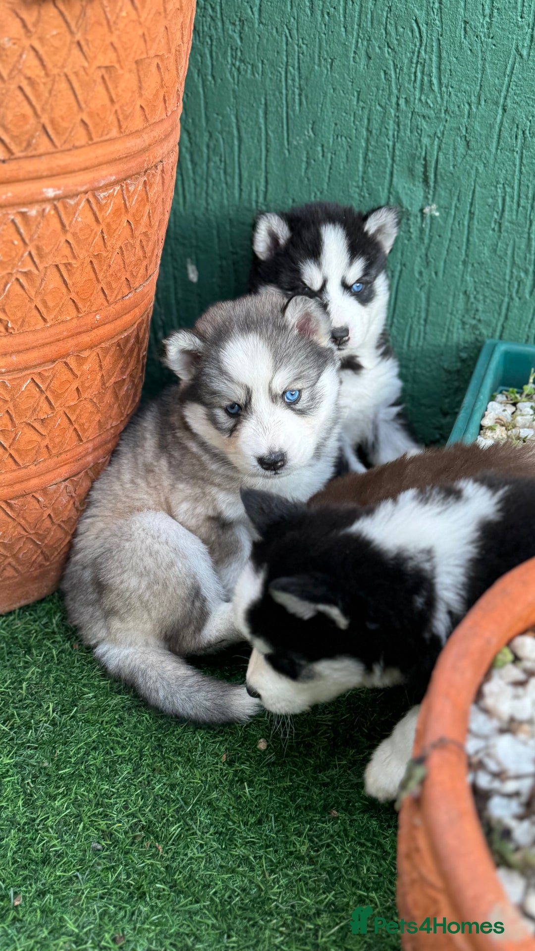 Siberian Husky dogs for sale: Siberian husky puppies - Image 2