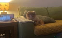 Pomeranian dogs for sale: Outstanding Quality Pomeranian  - Image 13