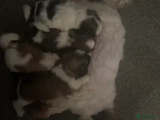 Shih Tzu dogs 7 Shih Tzu puppies looking new home - Advert 13