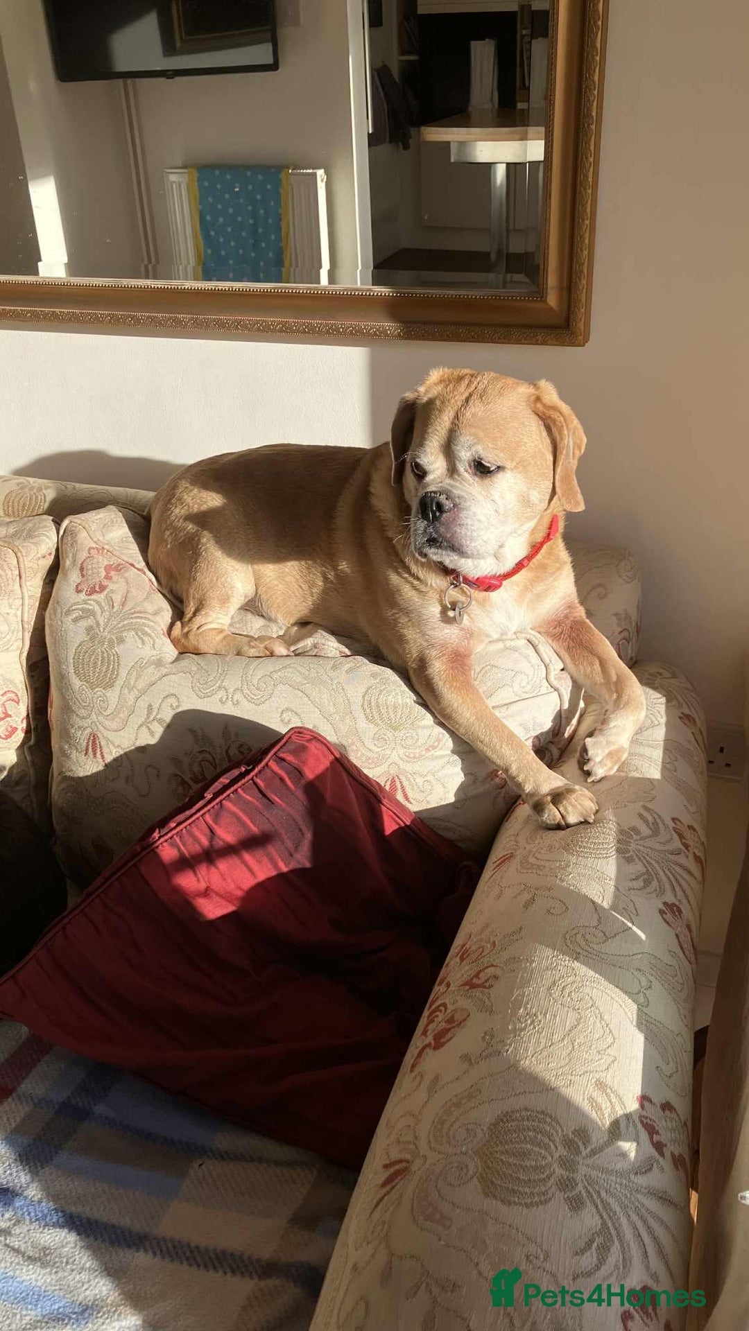 Puggle dogs for adoption: Bertie - kings Lynn Norfolk  - Image 2