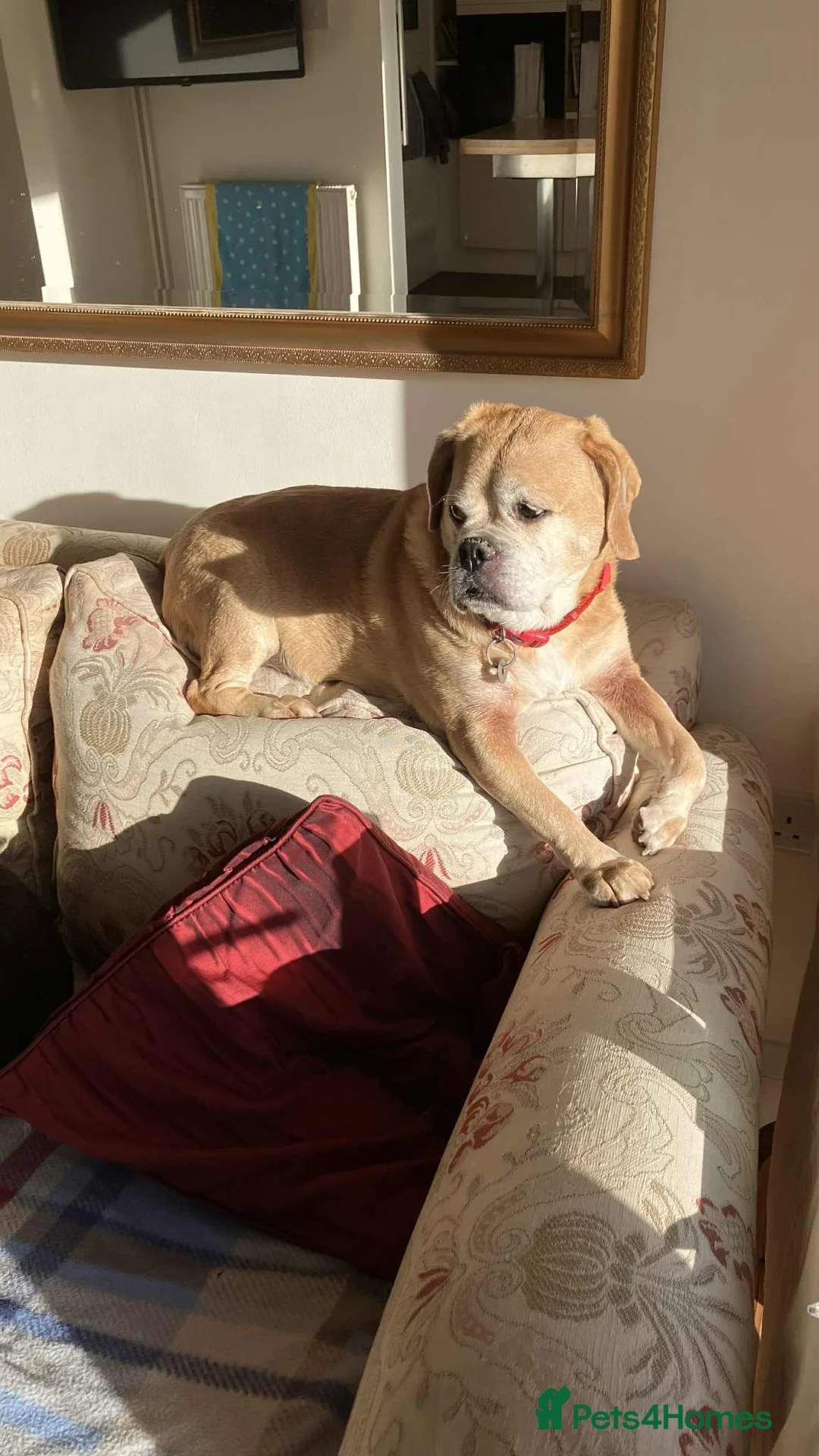 Puggle dogs for adoption: Bertie - kings Lynn Norfolk  - Advert 2