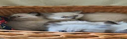 Ragdoll cats for sale: Perdolls  - Advert 38