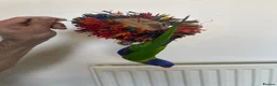 Lorikeets birds for sale: Lorikeet male full tame with cage - Advert 2