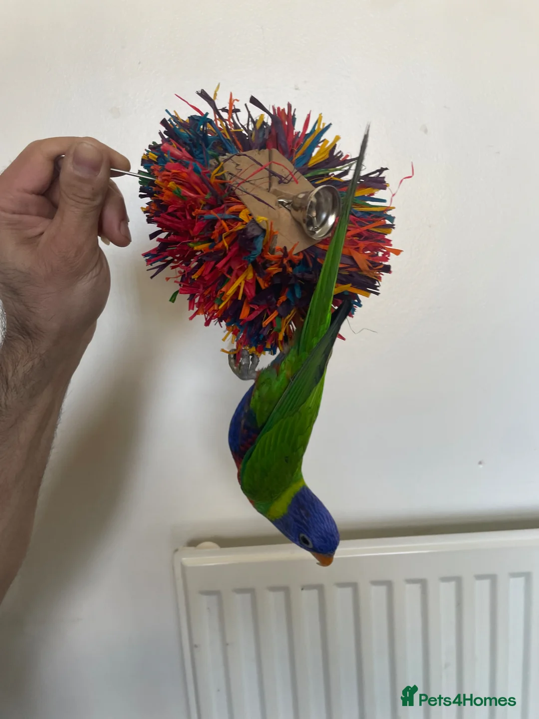 Lorikeets birds for sale: Lorikeet male full tame with cage - Advert 2