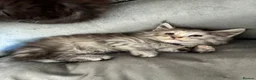 Maine Coon cats for sale: Maine coon kittens  - Advert 13