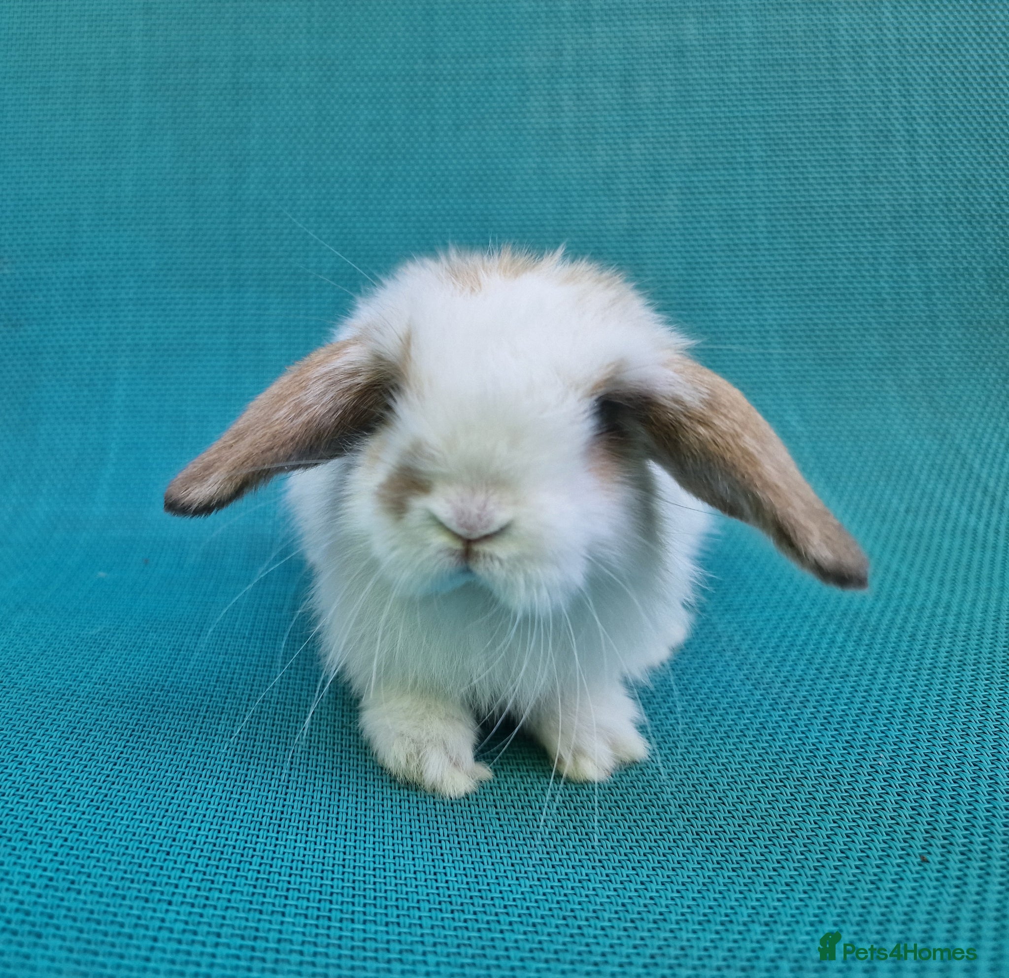 Mini Lop rabbits Mini lop babies - Advert 1