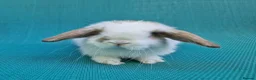 Mini Lop rabbits for sale: Mini lop babies - Advert 1